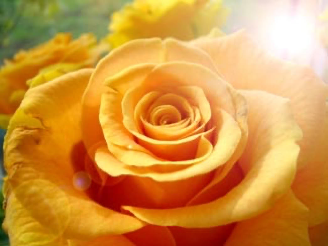 Von Ursula Demarmels Spirituelle Rückführungen empfohlene Links: Univ.-Prof. Dr. Gerhard W. Hacker; Gut Aiderbichl, PETA, meatfreemondays.com; Doro Pesch. Rosenblüte mit Lightflare (c) Univ.-Prof. Dr. Gerhard W. Hacker 